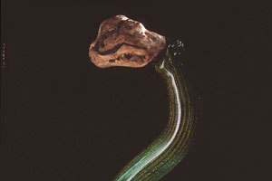 Serpente, 1988