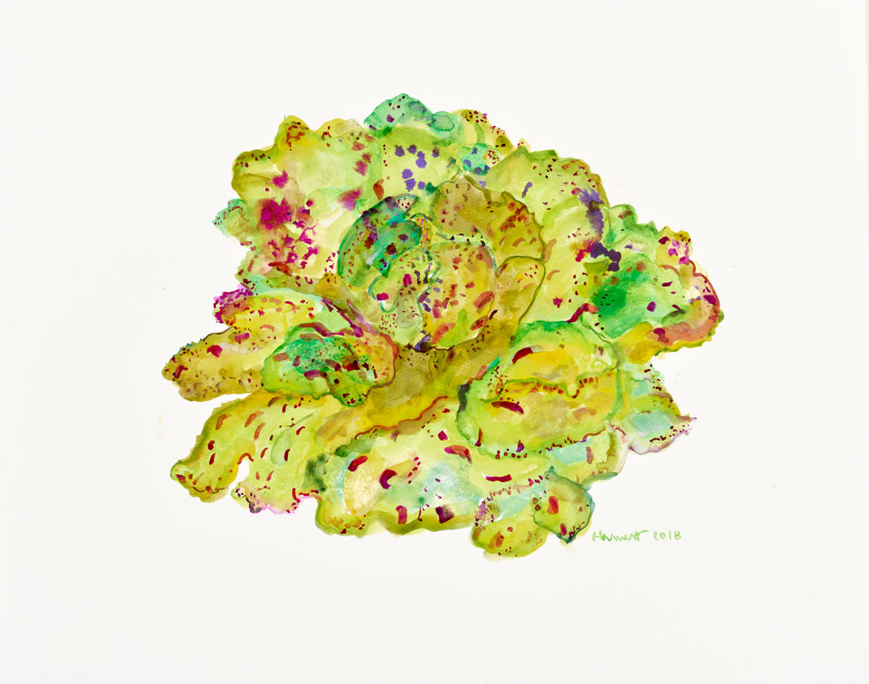 Lettuce, 2018