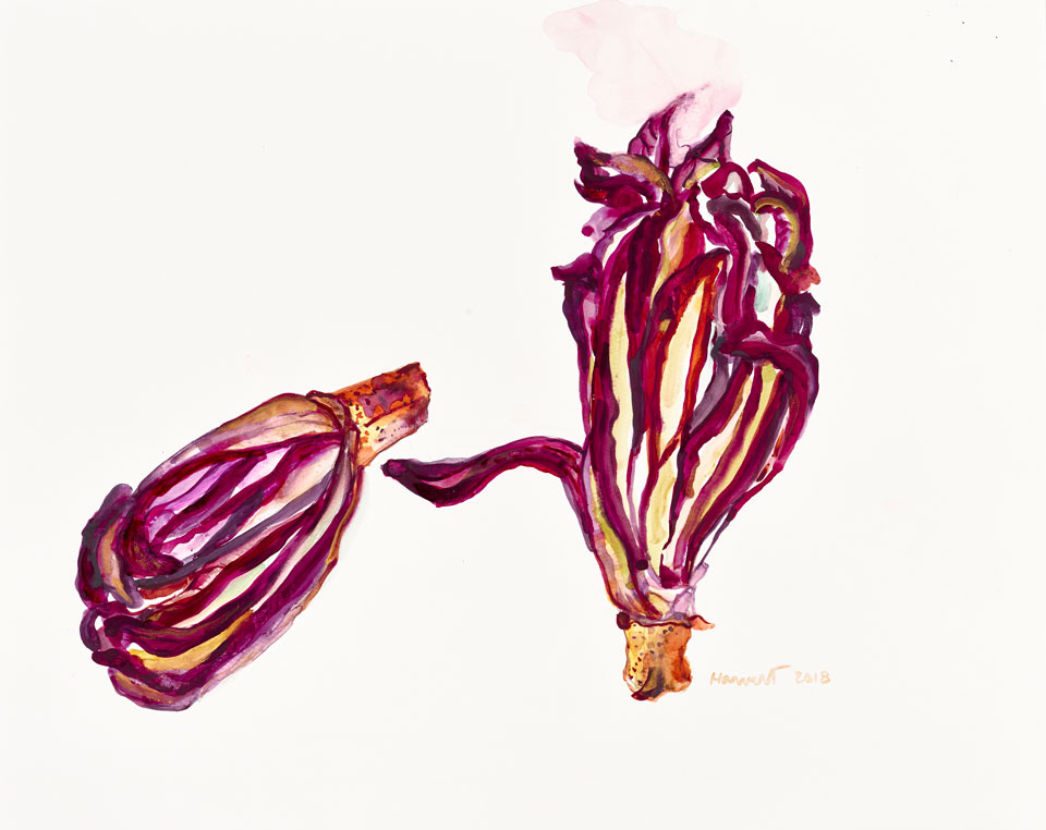 Radicchio, 2018