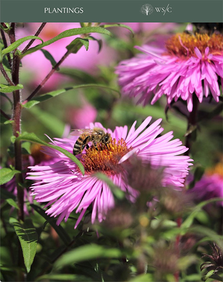 World Sensorium/Conservancy Plantings Journal - Judi Harvest: Creating a Honey Garden in Venice