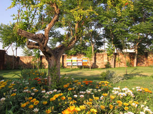 Judi Harvest's Honey Garden in Murano